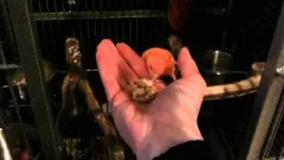 Finger Training a Canary, week 3