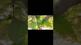mini vlog 🔥&hearts;️#explore #fly #trending #village #minivlog #villagefood #villagelife #shortsfeed #fyp
