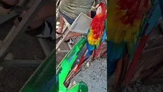 Cartegna, Columbia.  Port. South America bird aviary. With Spider monkeys. FREE. Next to cruise ship