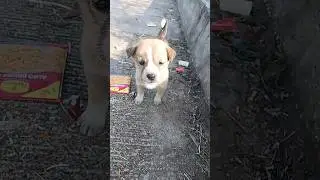#rescue #humanity #rescueteam #dog #animalrescue #rescueworld #underdogrescue #animals #rescuestory