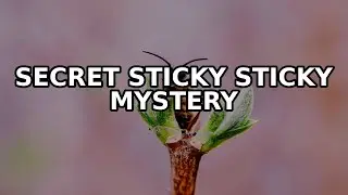 Sticky Note Mystery SOLVED