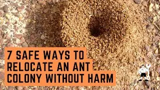 7 Safe Ways to Relocate an Ant Colony Without Harm