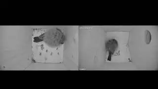 #Meisen &uuml;bernachten / Live. #green-backyard #kamera  #tiere #v&ouml;gel #Nabu