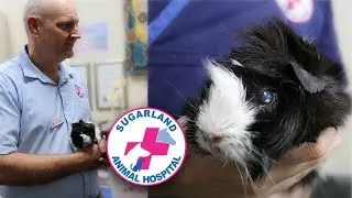 EXAMINING A GUINEA PIG'S EYE
