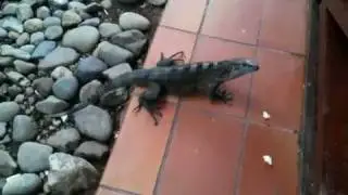 Curious Iguana wants some Lunch also - Costa Rica