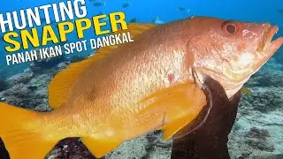 Here is What's Good About reef Fish hunting | Indonesia Spearfishing Ep. 19