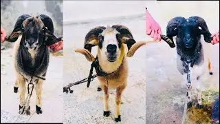 بنزرت 🇹🇳 كواليس البطولة 🏆 الصنع المحلي ❤️