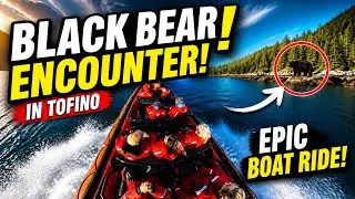 Wild bears in Tofino Canada