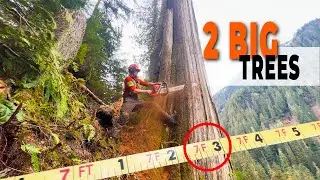 61. 2 Big Beauty Cedars  | Re-Uploaded  (finally did it)