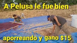 Pelusa limpia el frijol que desgrano. Eliseo le silba al viento para que llegue a ellos 🤔 (7)