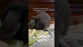 Il coniglio ariete #coniglioariete #coniglio #miniloop