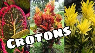 Variedades de Crótons extremamente lindas #Crótons