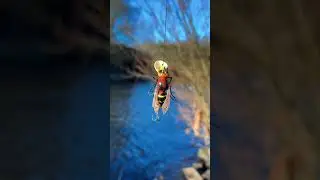 Best Topwater Lure for Spring Trout
