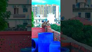 #monkey #sitting #trending #animals #wildlife #reels #cute #animalslover #shortsvideo #shorts #zoo