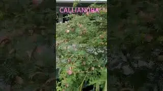Calliandra Haematocephala Originaria de Bolivia