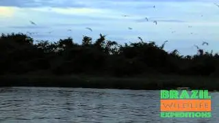 Brazil Wildlife Expeditions / Birding Tour / Wildlife Tour