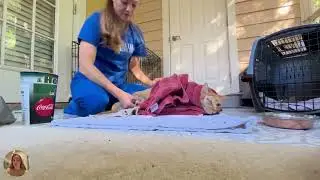 Why Socialize a Feral Cat?