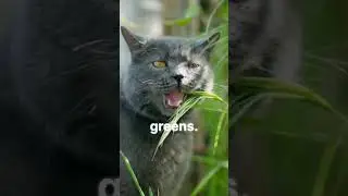 Toxic Plants for Cats