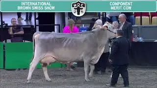 341 Brown Swiss Component Merit Cow