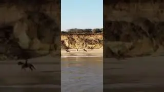 Close-up cantering past the cliffs on Pakefield Beach