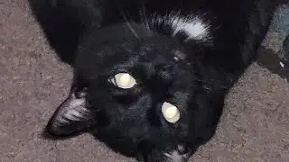 We went to Veterinary Center for Annual Wellness Exam #catlife #cat #cats #funnycatvideos #catlovers