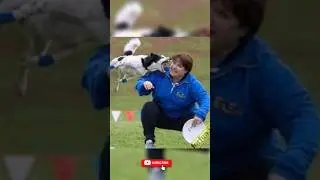 Laughing Challenge: Hilarious Animals That Will Make Your Day! #shorts #FunnyAnimals #HilariousPets