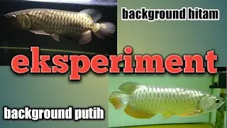 Eksperimen golden red di backround putih