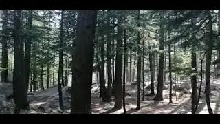 #Kalam #forest #kpk #Pakistan