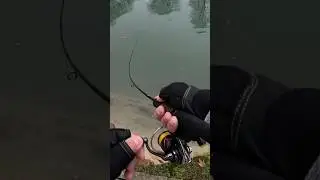 TROUT AREA TOURNAMENT FRENESY 🎣🔥*** #fishing #fish #shorts #pesca #trout #foryou #troutarea #bass