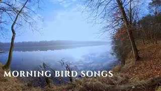 Morning Birds by a Quiet Lake 🌅 Calm Nature Sounds at Sunrise for Relax