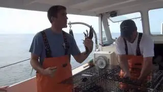 Kennebunkport Rugosa Lobster Tour 2014