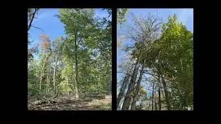 2022 Baumartenzustand Kiefern/Fichten und Rotbuchen im Viernheimer Wald