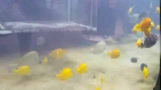 Sea Life Park Reef Fish Exhibit Part 3