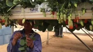Tỉa l&aacute; d&acirc;u t&acirc;y (pruning strawberry leaves)