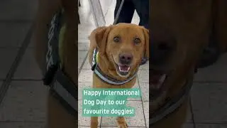 London Luton Airport Police Dogs on International Dog Day 2022 #Shorts