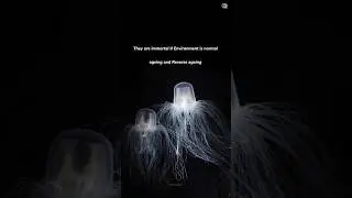 This Jelly Fish is Immortal in Normal Environment#shorts