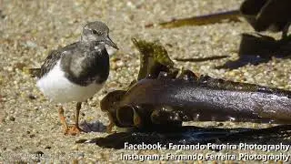 Rola-do-mar (Arenaria interpres)