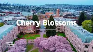 Cherry Blossoms at UW, Seattle