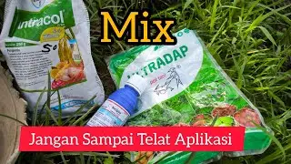 Membentengi padi Setelah pemupukan dasar di saat musim Hujan
