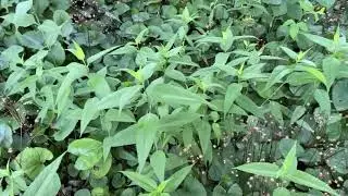 Karen's Native Plant and Vegetable Garden (2020 Sustainable Garden Tour)