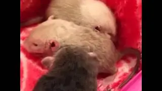 Pet Rats - Curly Fry's pups!
