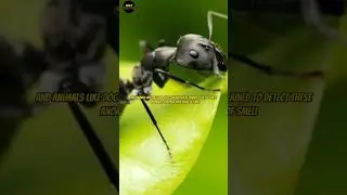 It turns out that ants can detect cancer by sniffing urine
