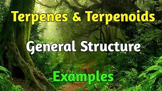 what are Terpenes and Terpenoids ? / General structure of isoprene /Terpene Terpenoids with examples