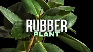 Indestructible Plants? Meet the Rubber Tree!