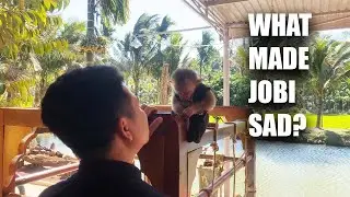 Is JOBI Angry When Dad HUNG Is Away? | JOBI The Monkey's Adorable Reaction