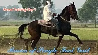 How to train horse for Single foot gait (rewal) day1 basics
