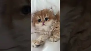 Baby Orange Kitten 🥹 #cutekitty #cuteshorts #britishlonghair