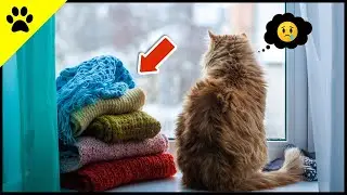 NEVER Do This When You Leave Your Cat Alone! 💔