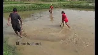 Harvesting wild Thai tadpoles to start a frog farm.
