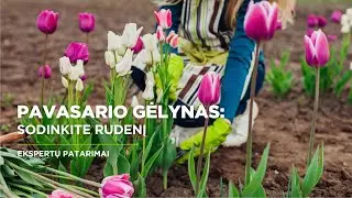 Kaip sodinti tulpes, narcizus, hiacintus, krokus | Pavasario gėlynas nuo rugsėjo